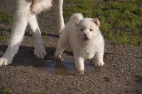 CHIOT