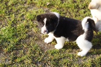 CHIOT