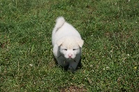 Jengo