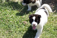 Junior