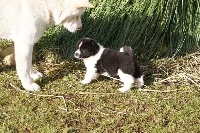 CHIOT