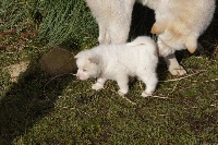 CHIOT