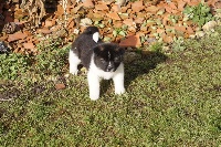 CHIOT