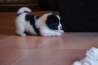 CHIOT