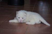 CHIOT