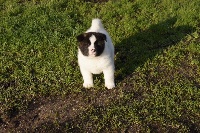 CHIOT